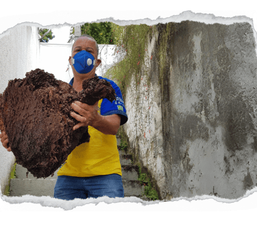 casa de cupim de solo