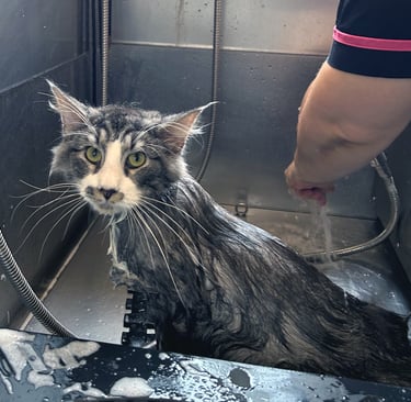 Professionalità e serenità