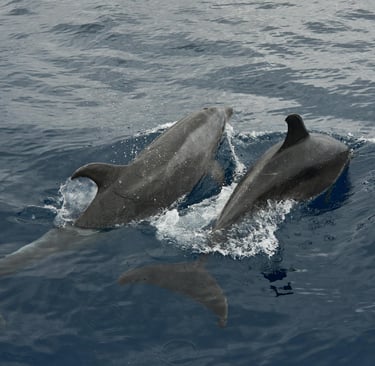 two dolphins swimming in the ocean