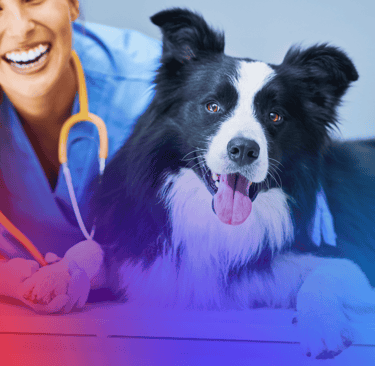 Exames para Pets ou animais de estimação