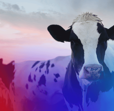 Exames para animais de produção.