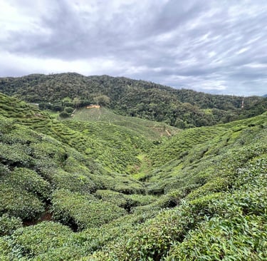 veduta delle Cameron Highlands