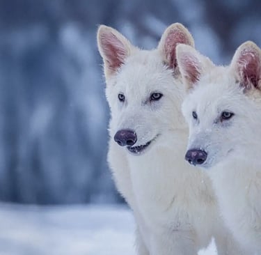 dire wolves Colossal Biosciences