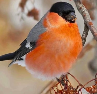 snowbird perched on a tree branch with berries