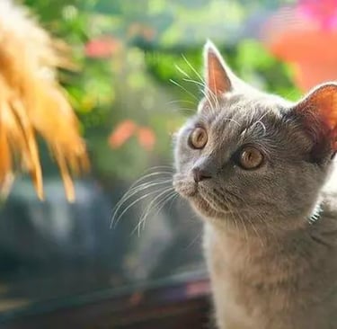 cani gatti crocchette reico cibo umido cani gatti cibo umido reico cibo umido cani gatti reico cani 