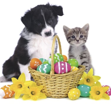 Pasqua e animali domestici 