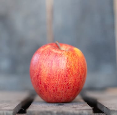 Pomme Pinova bio mûre du verger familial en Savoie