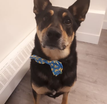 Eddie, a german shepherd mix, who is a very good boy.