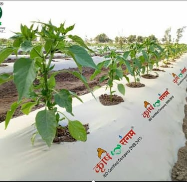 a row of peppers on a farm in the middle of a field