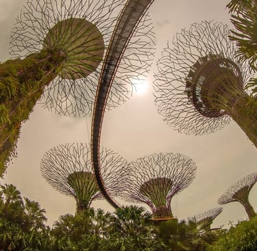 Fish-eye lens photograph of the Gardens by the Bay in Singapore.