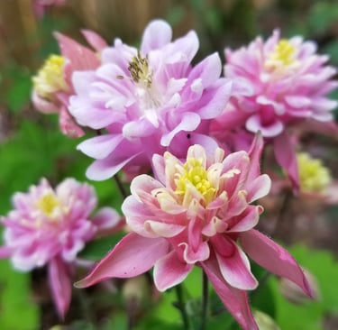 Pink columbine flowers. 