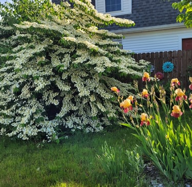 viburnum and irises