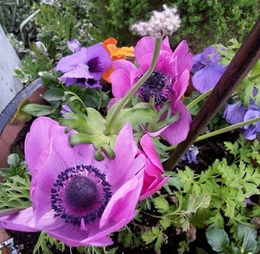 pink and purple anemones.