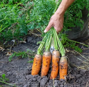 bunch of carrots being pulled from the ground