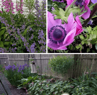 collage of garden beds: foxglove, geranium, anemone and iris.