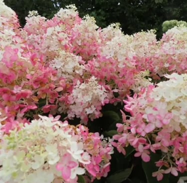 Pink with white tips hydrangea. 
