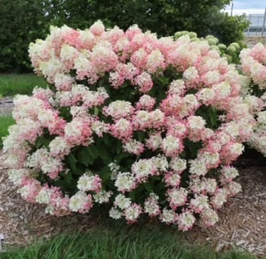White and light pink hydrangea.