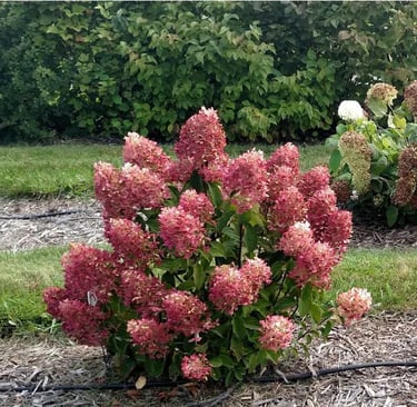 Deep pink and red blooming hydrangea. 