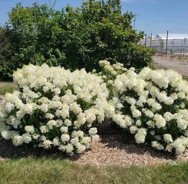 creamy white blooming hydrangea.