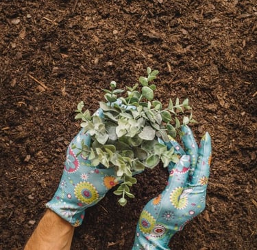 Person with garden gloves planting
