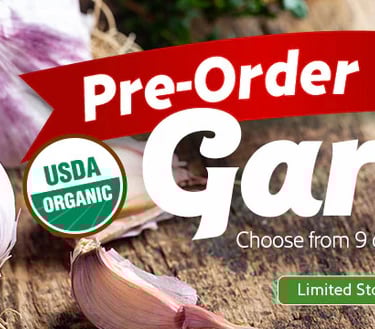 Garlic Bulbs - Pre-Order - choose from 9 varieties