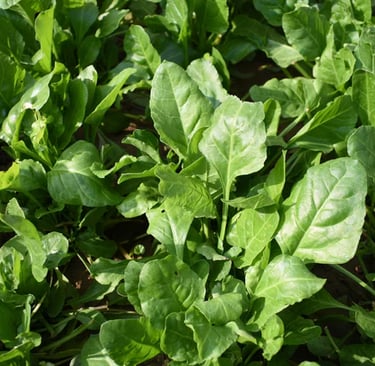 spinach growing in the ground