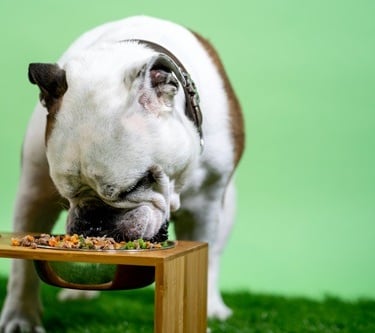 Photo by kabo on Unsplash, Prevent your Dog from eating Poop