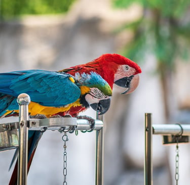 Two parrots, one red and the other colorful in blue and yellow, sitting on a metal stand.