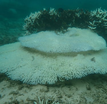 Bleached tabular corals in St Felix (June 2025)