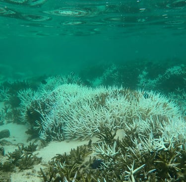 Bleached and dead coral colonies in Bel Ombre (June 2025)
