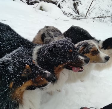 The author's dogs, in winter