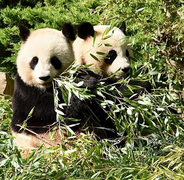 Pandas géants au ZooParc de Beauval
