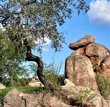 Les lions de Kilimanjaro Safaris d'Animal Kingdom à Walt Disney World en Floride