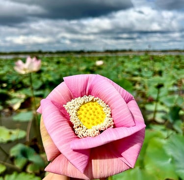 Une fleur de lotus, Siem Reap, Cambodge