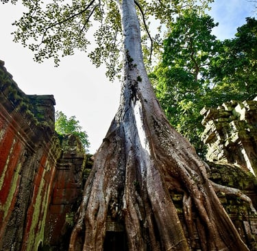 Arbre fromager du temple de Ta Prohm, SIem Reap, Cambodge
