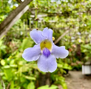Jardin botanique de Siem Reap, Cambodge