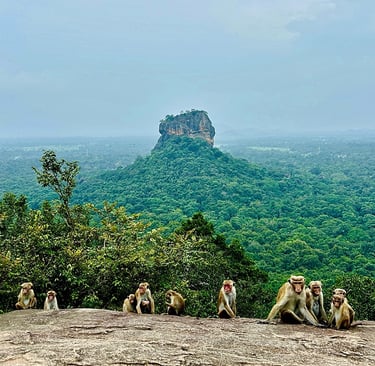 Famille de macaque à toque sur le rocher Pidurangala avec vue sur le Lion's Rock