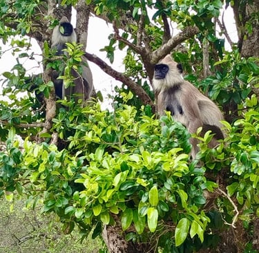 Duo de langurs gris sur le site archéologique de Polonnaruwa