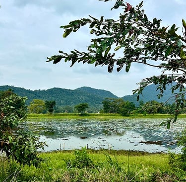 Paysage du Sri Lanka
