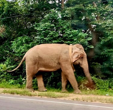 Elephant sur le bord de route vers Sigiriya