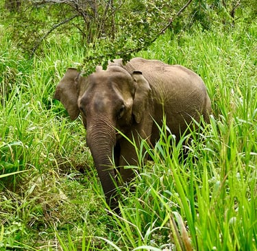 Elephant rencontré à Hurulu ECO Park à Sigiriya