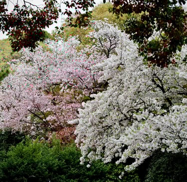 Best Cherry Blossoms in Japan: maruyama park, Kyoto