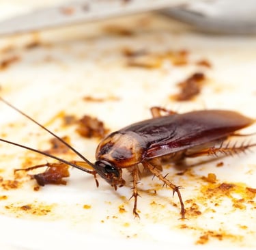cockroach attracted by moldy food