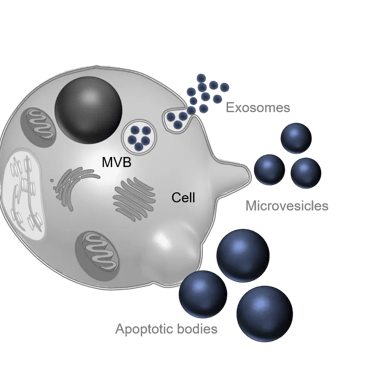 exosomes