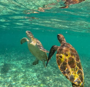 isole-daymaniat-tartarughe