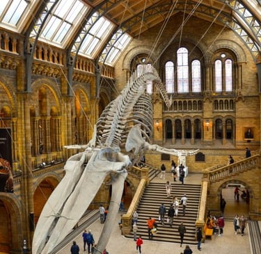 museo-storia-naturale-londra