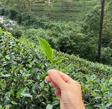 nuwara-eliya-the