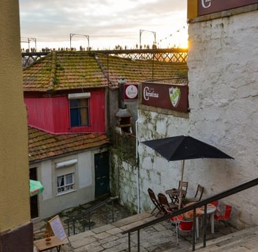 porto-gatto-relax
