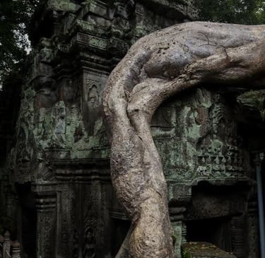 siem-riep-ta-prohm-radice