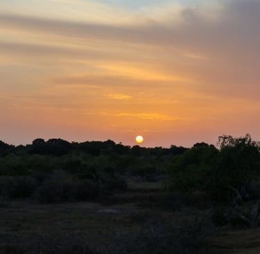 yala-national-park-alba